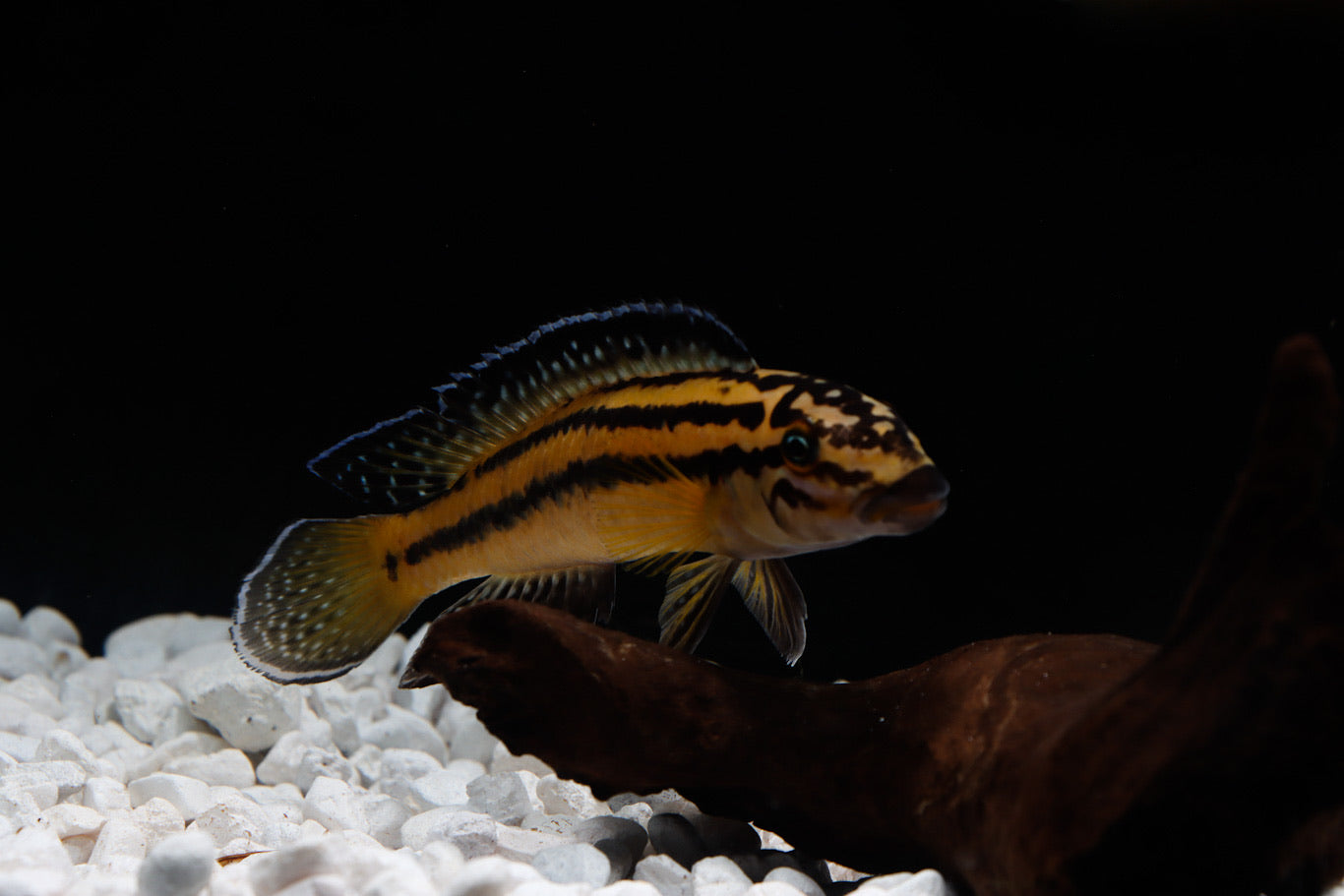 Julidochromis Regani Cichlid