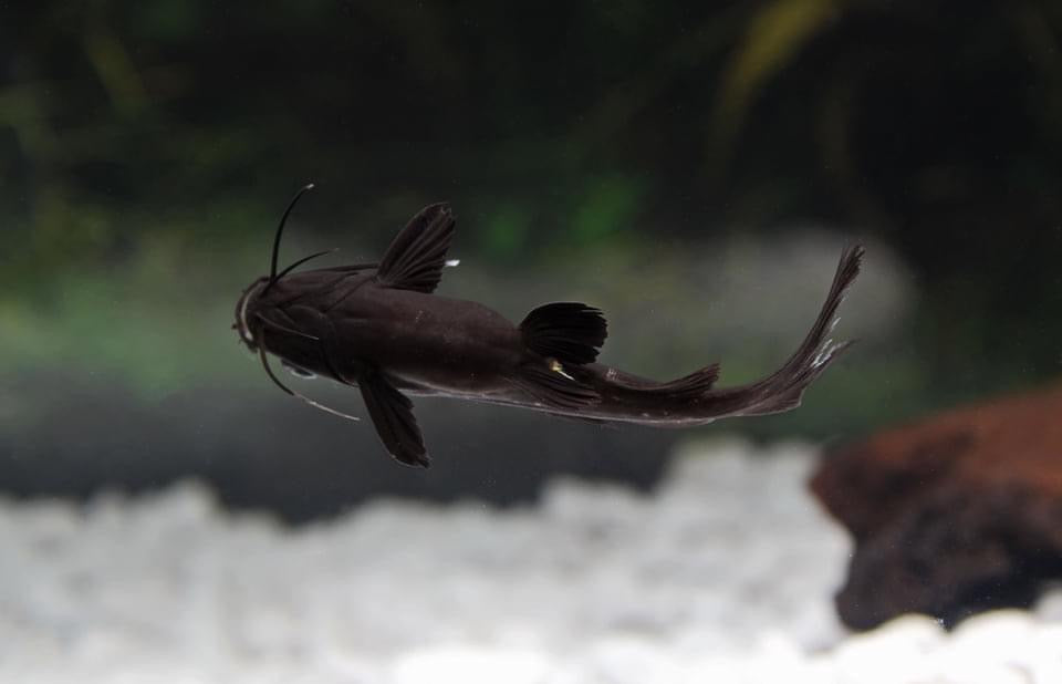 Burmese Upside Down Catfish