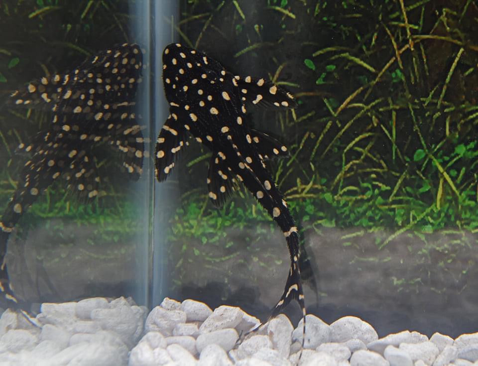 Acanthicus Adonis Plecostomus