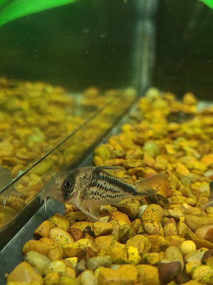 loxozonus Corydoras Catfish