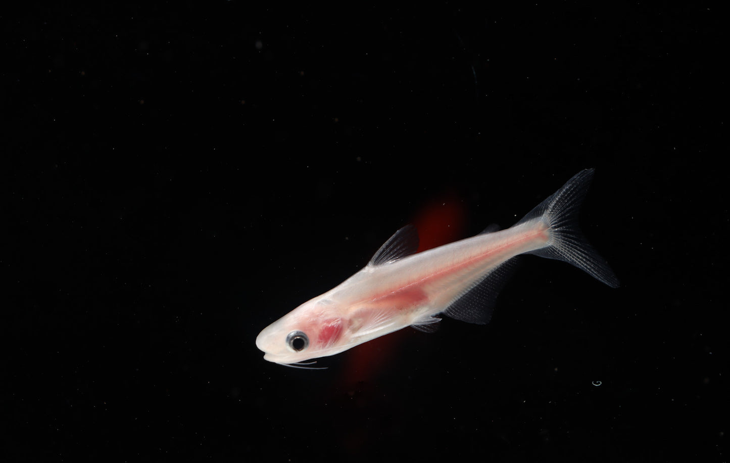 Albino Iridescent Shark