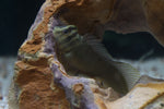 Load image into Gallery viewer, Top Hat Blenny
