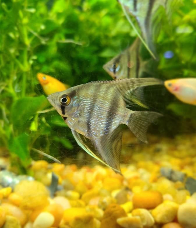 Silver Angelfish