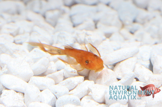 Super Red Long Fin Ancistrus