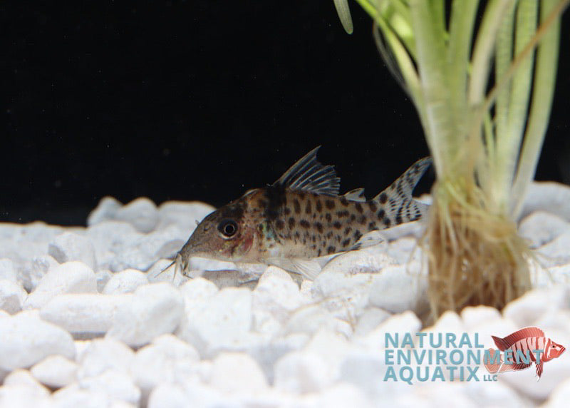 Black Fin Corydoras Catfish