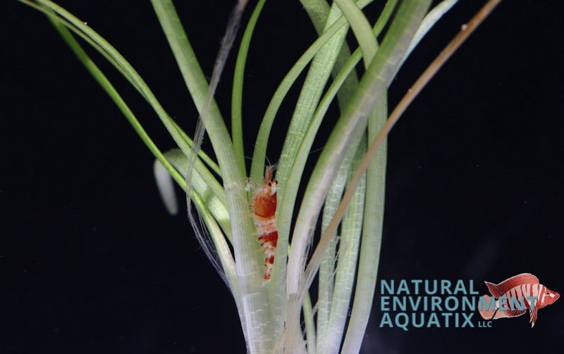 Red Crystal Shrimp