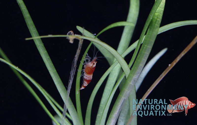 Red Crystal Shrimp