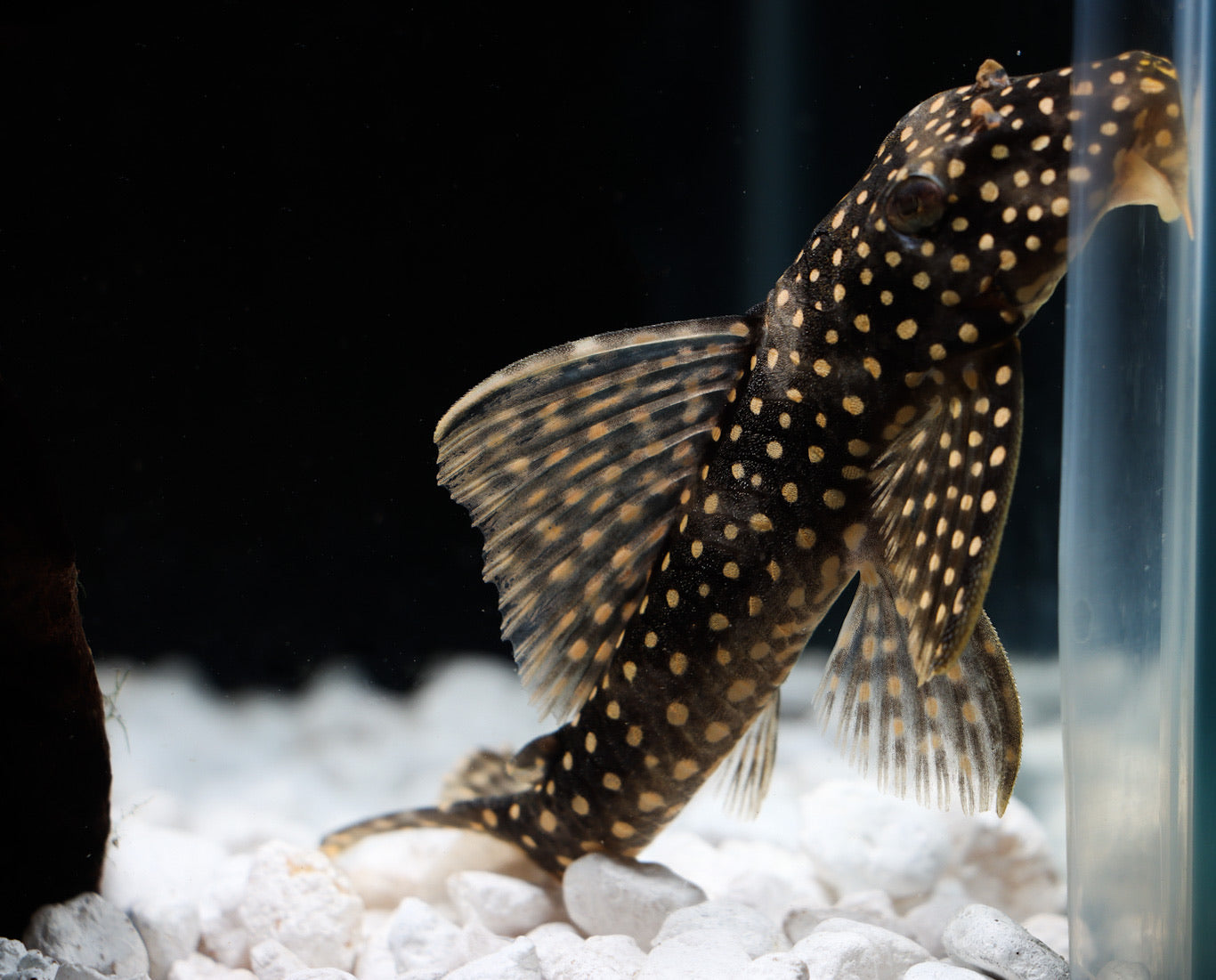 Ruby Spotted Magnum L-048 Plecostomus