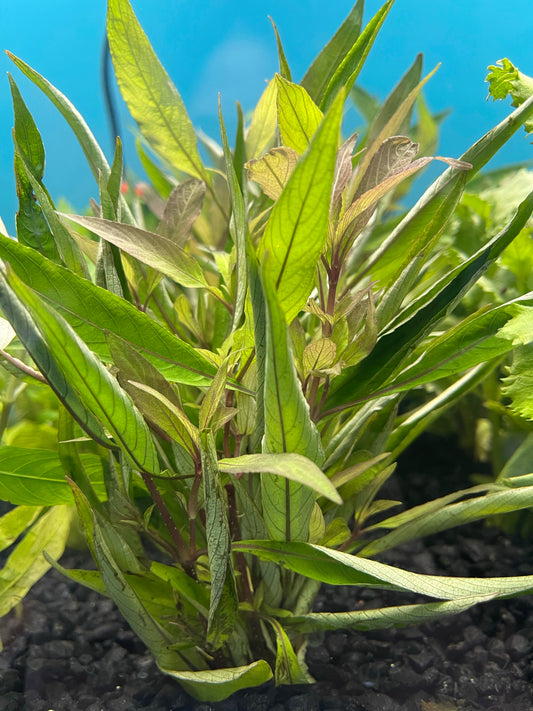 Hygrophila Stricta