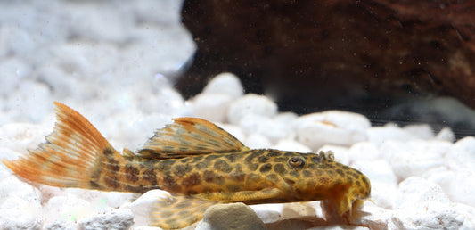 Red Fin Sternella L 114 Plecostomus