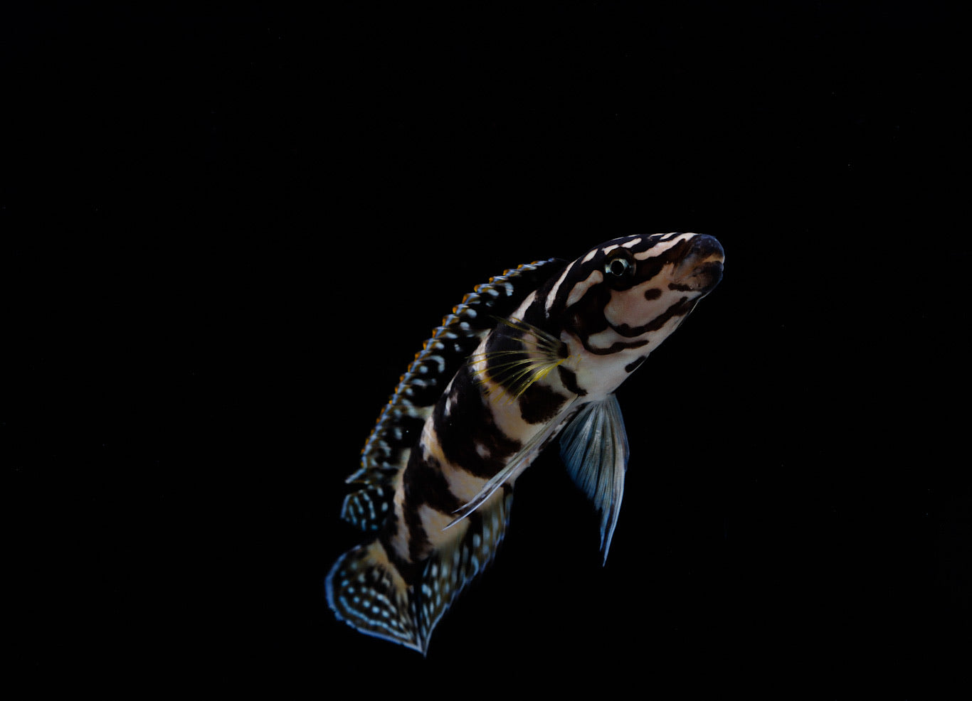 Gombi Transrciptus Cichlid  Small