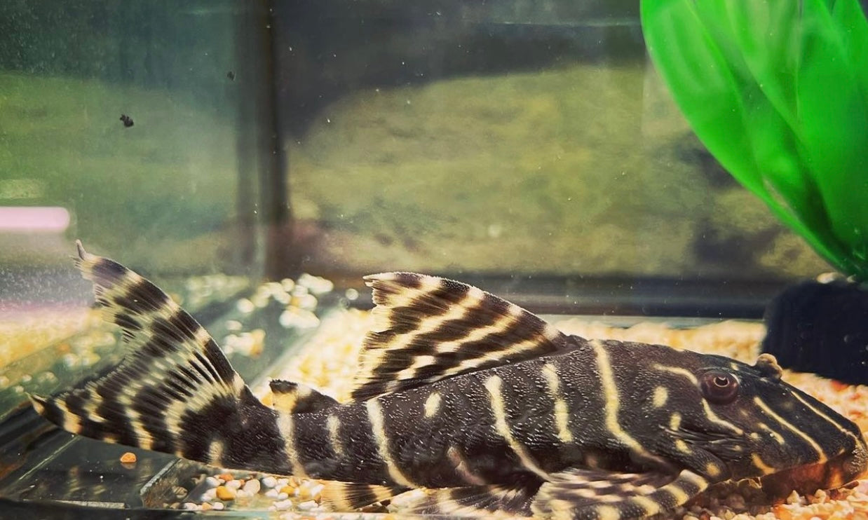 Emperor Plecostomus L204