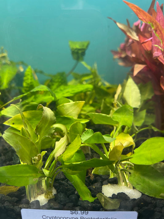 Cryptocoryne Pontederifolia