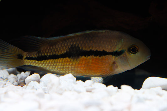 Hypsophrys Nicaraguenses F2 Cichlid