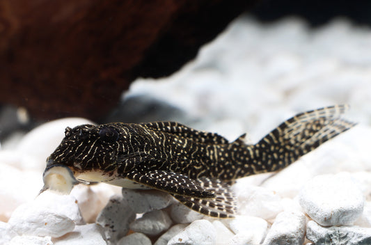 Queen Arabesque L-260 Plecostomus