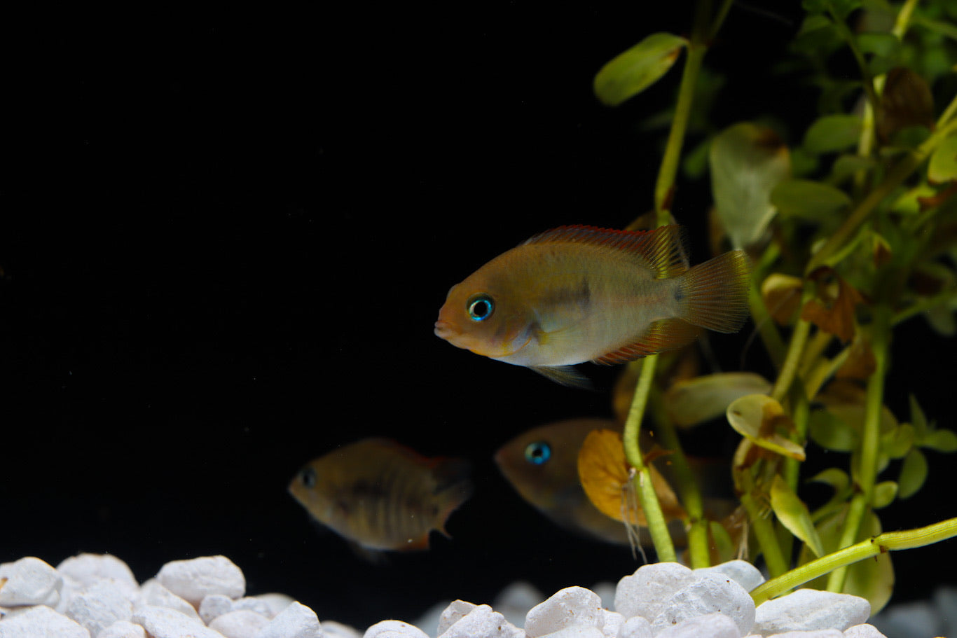 Sajica Cichlid (T-Bar Cichlid)