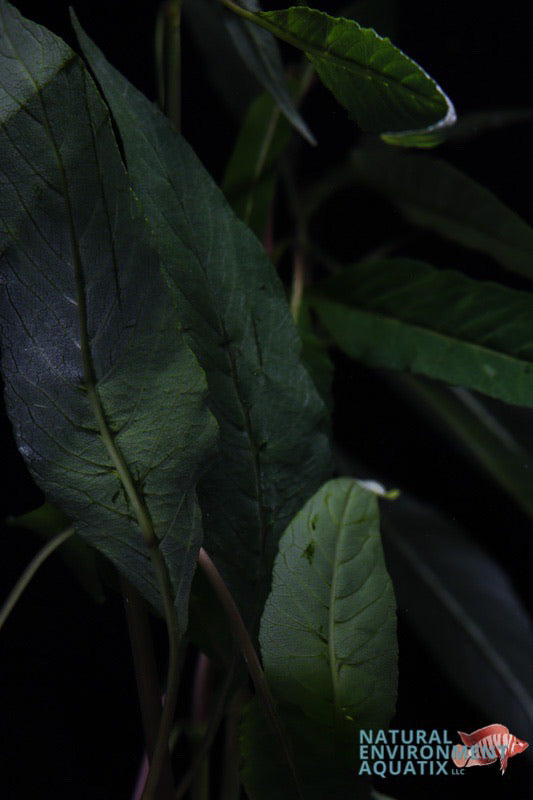 Narrow Leaf Temple