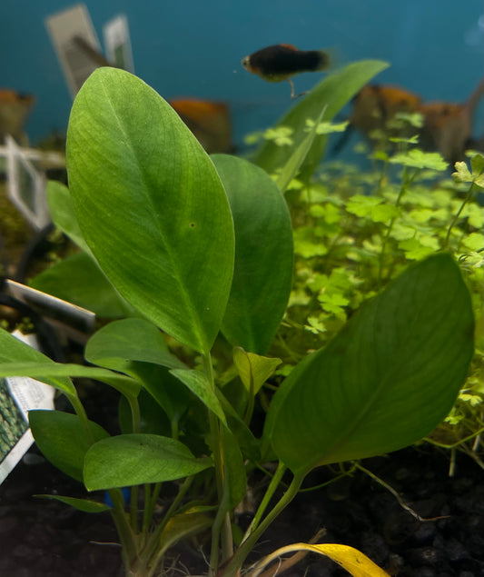 Anubias Congensis Mini