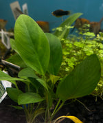 Load image into Gallery viewer, Anubias Congensis
