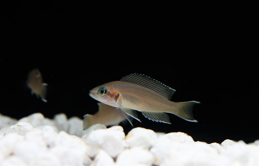 Neolamprologus Brichardi Cichlid