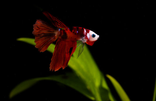 Betta fish