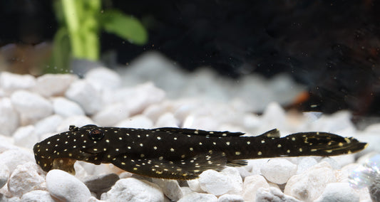 Flat Flyer Plecostomus L 235