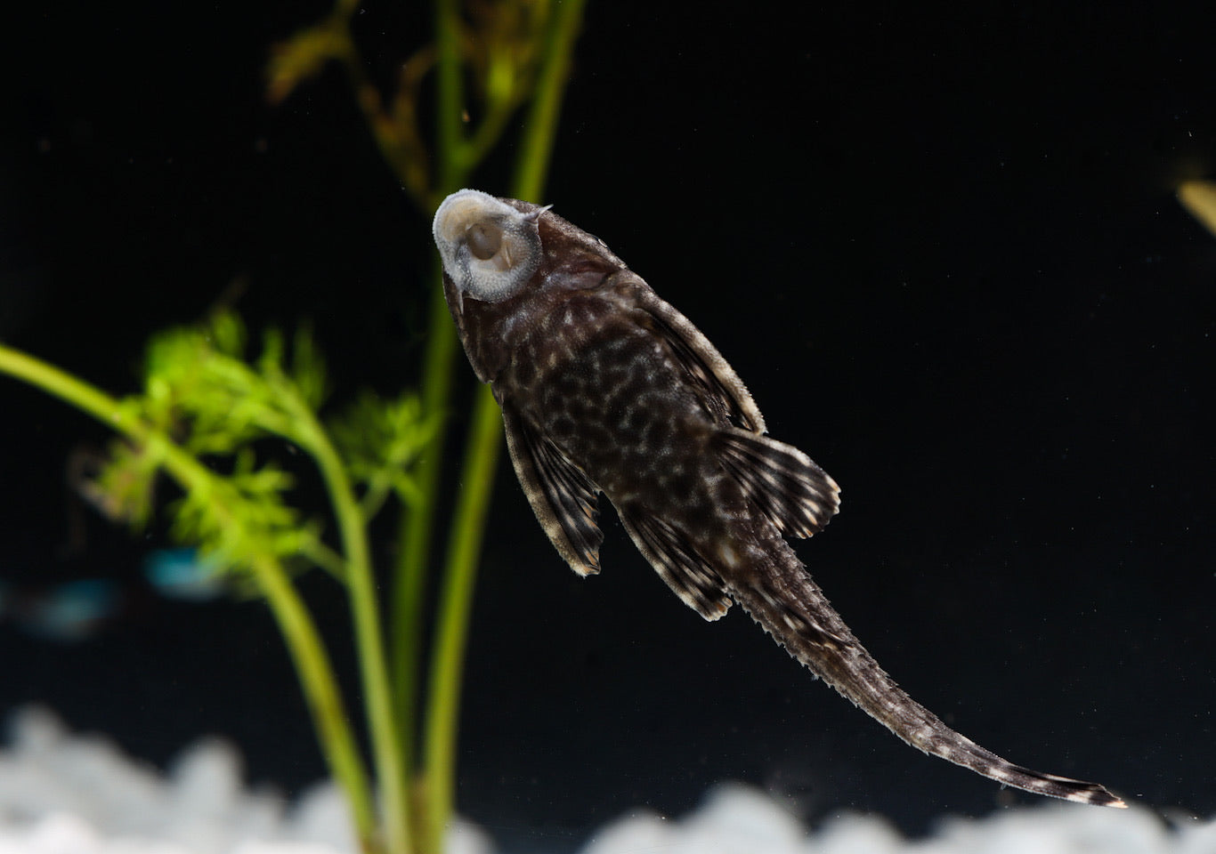 Common Plecostomus