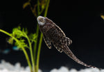 Load image into Gallery viewer, Common Pleco
