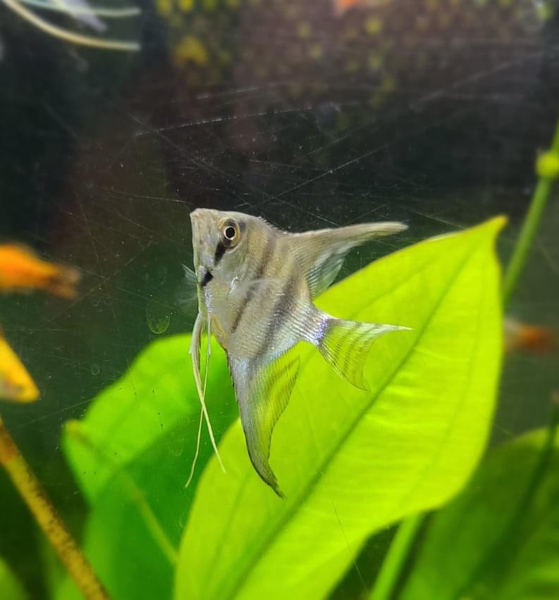 Silver Angelfish