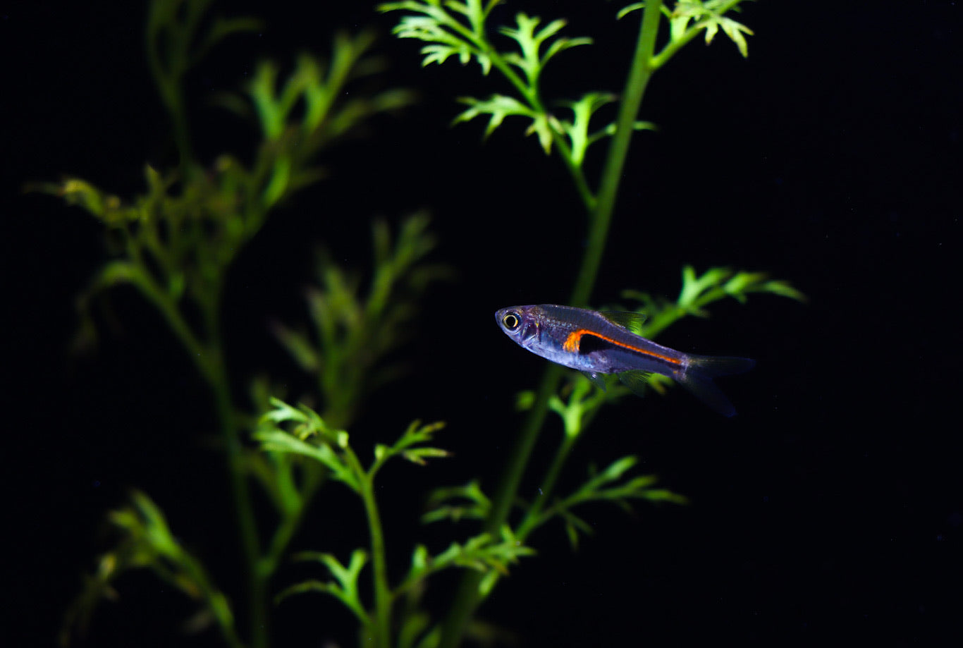 Narrow Wedge Rasbora