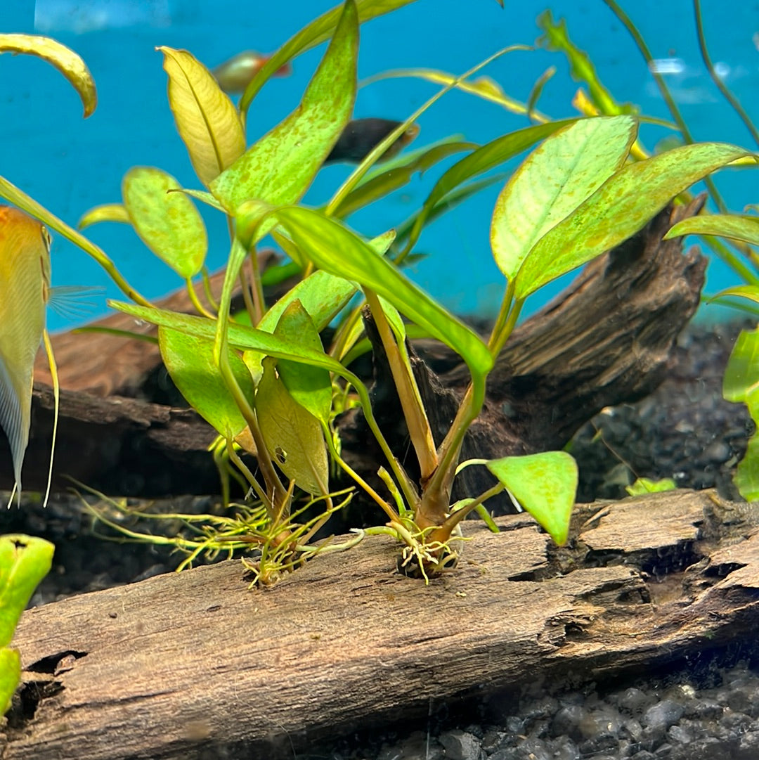 Frazeri On Drift Wood