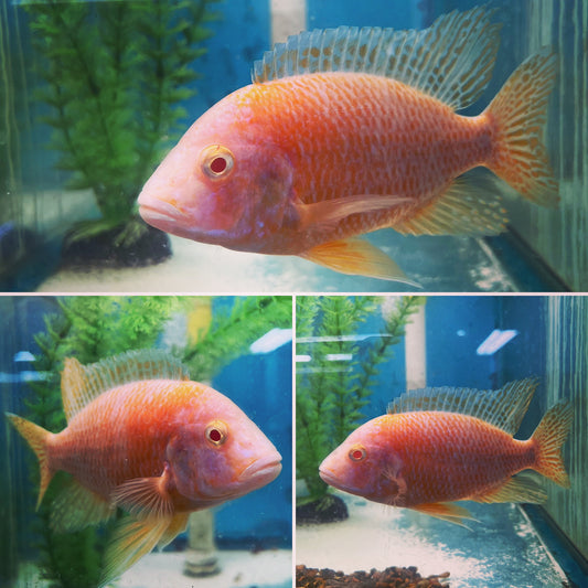 Strawberry Peacock Large Cichlid