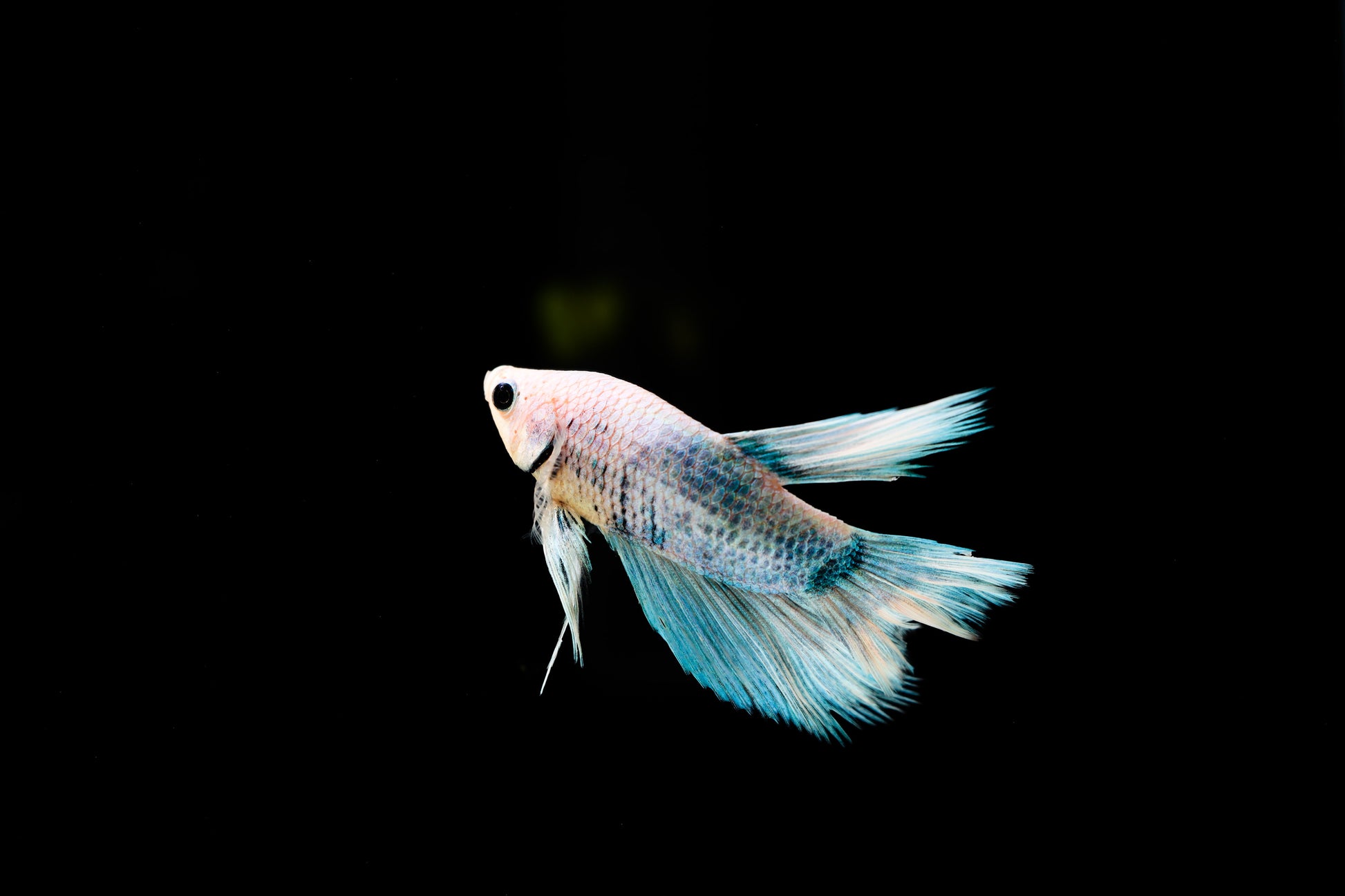 Betta fish