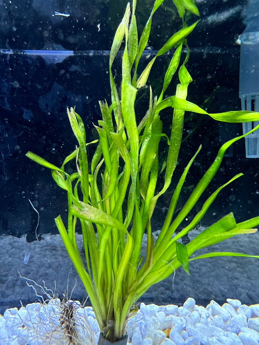 Vallisneria Contortion