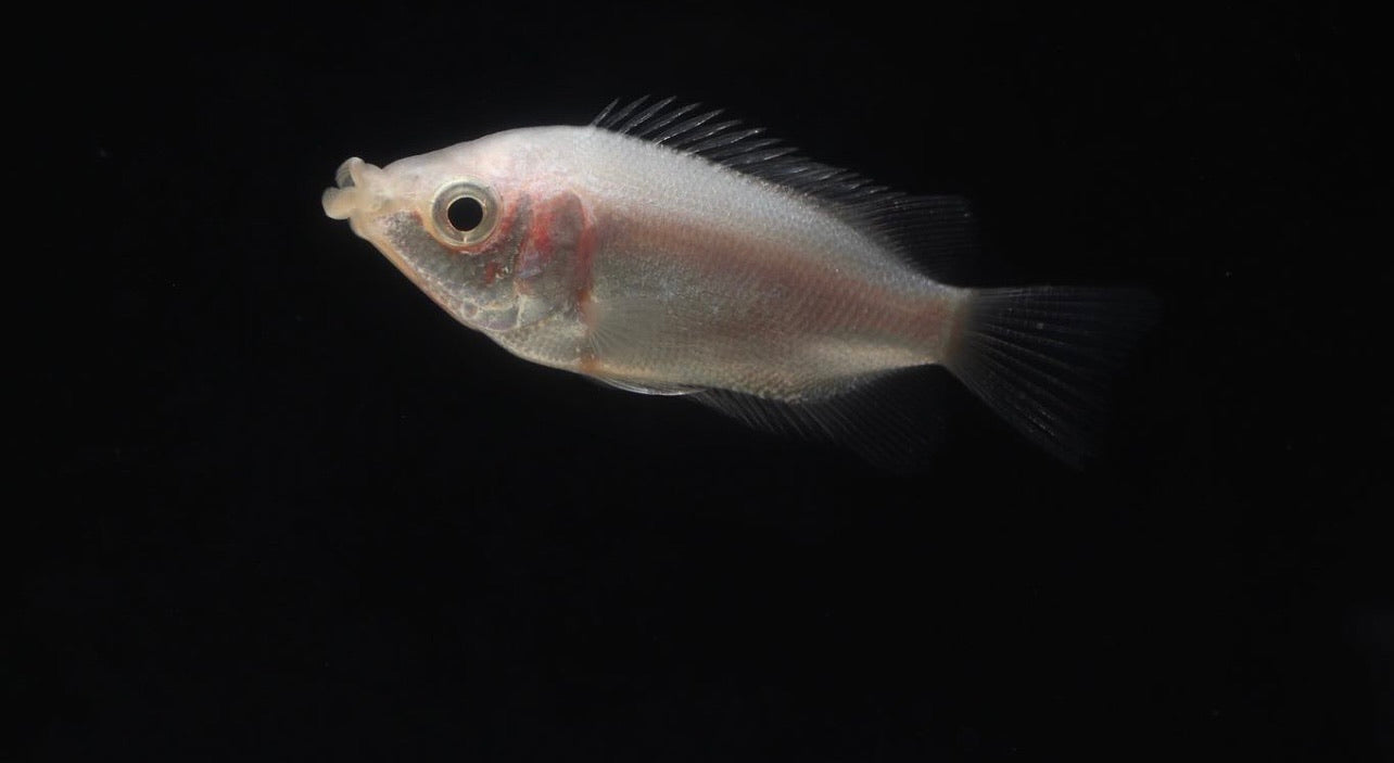 Pink Kissing Gourami