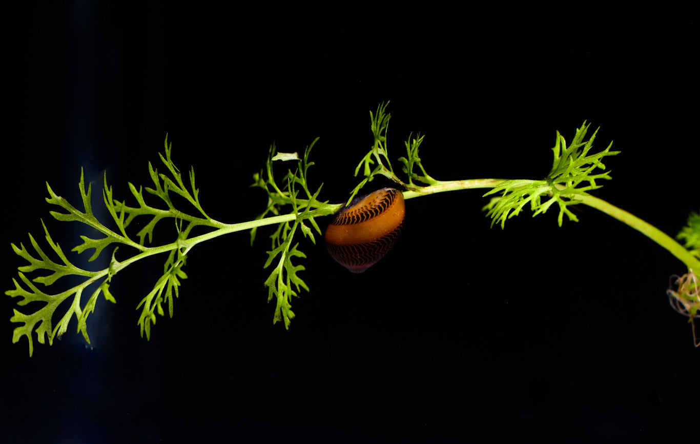 Nerite Snail