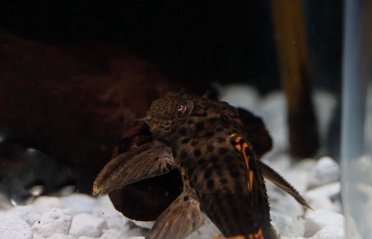 Red Fin Black Spot Plecostomus L091