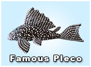 Famous Pleco Plushie