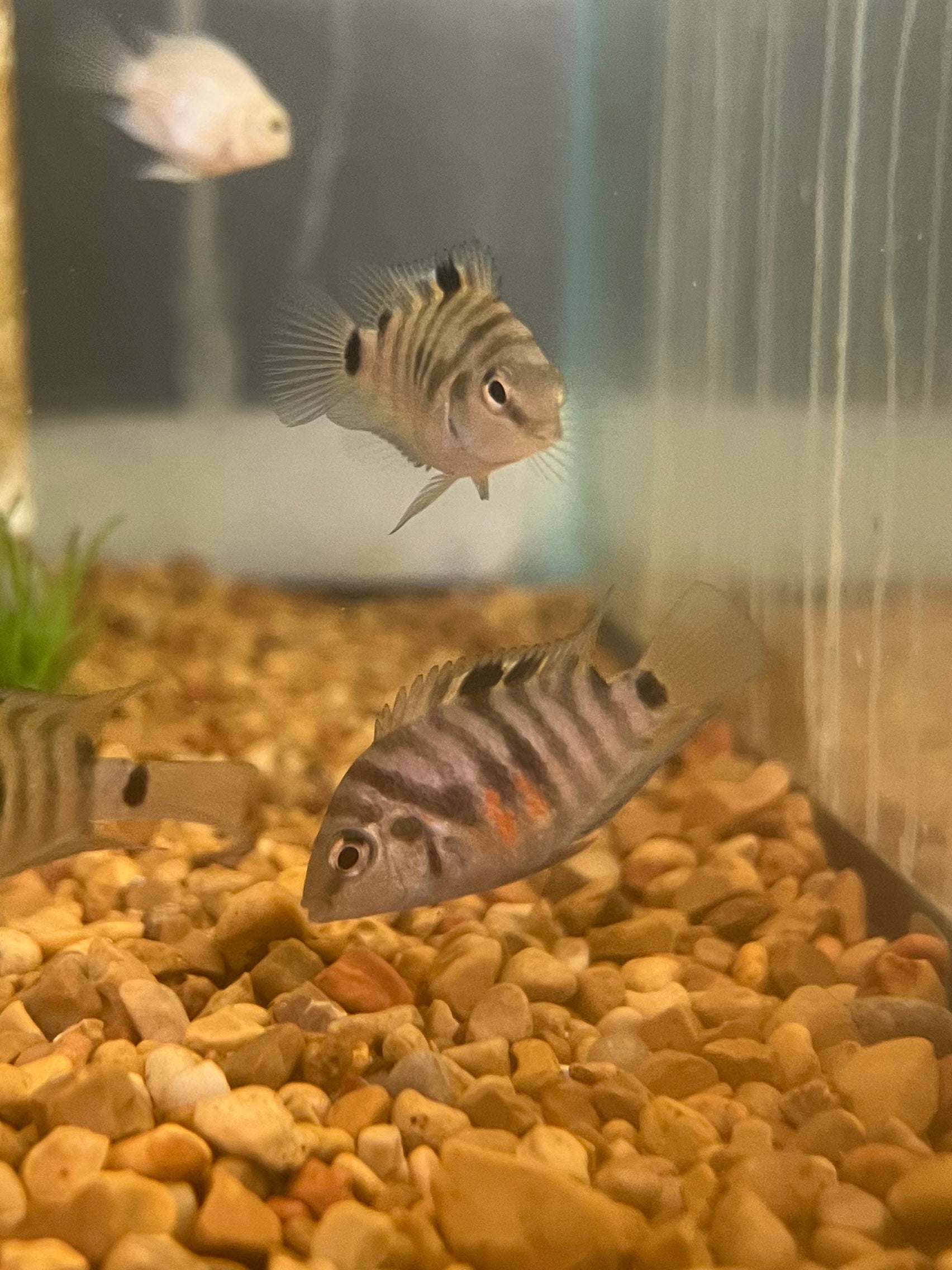 Assorted Convict Cichlid Fry