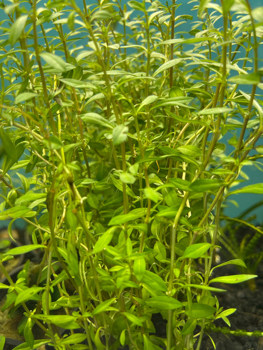 Needle Leaf Ludwigia