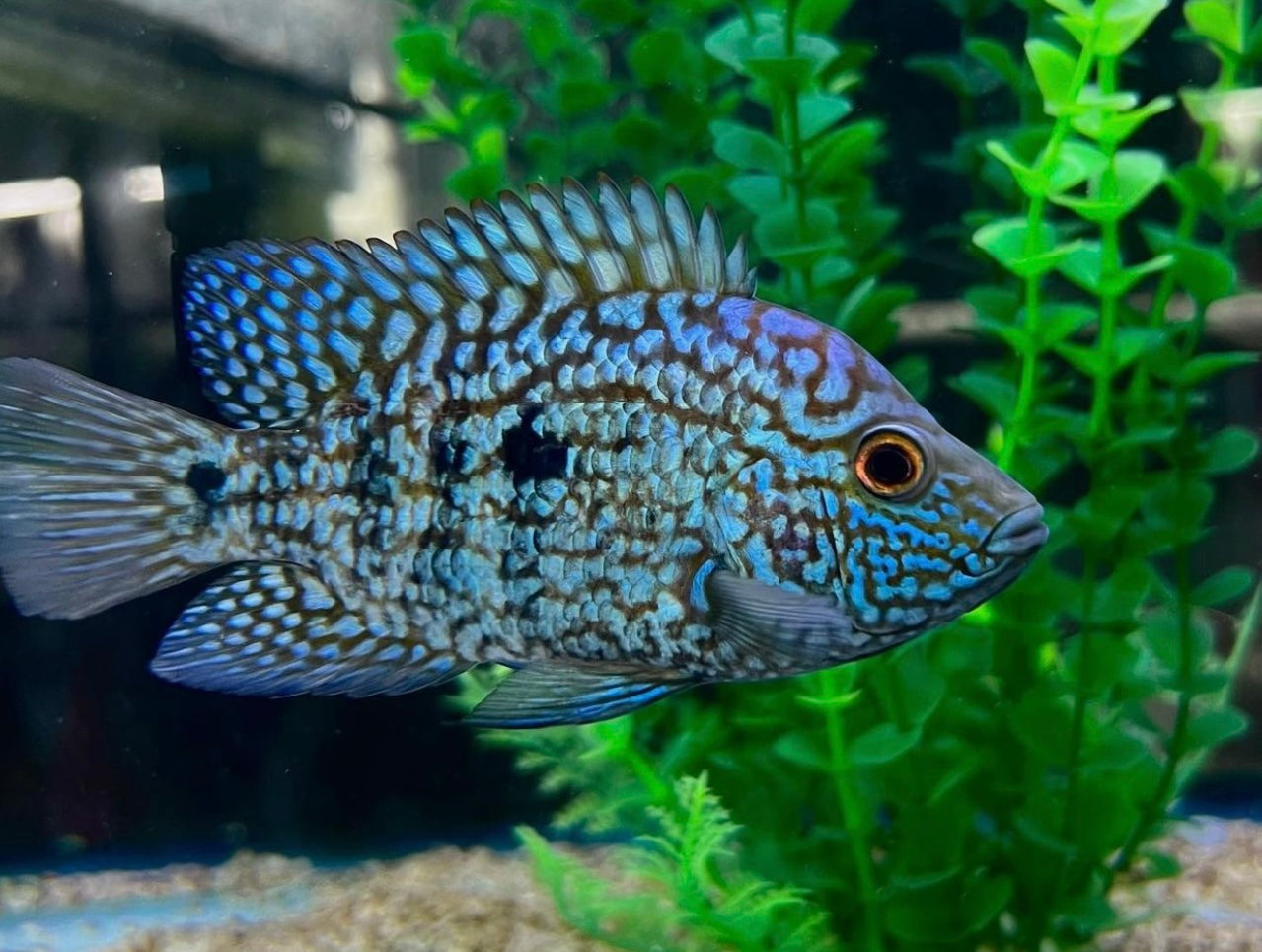 Electric Blue Carpintis Cichlid