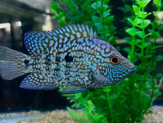 Electric Blue Carpintis Cichlid