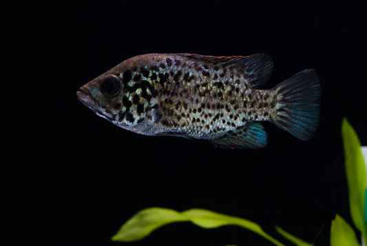 Cuban Cichlid