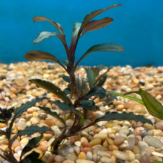 Bucephalandra 'Red Center'