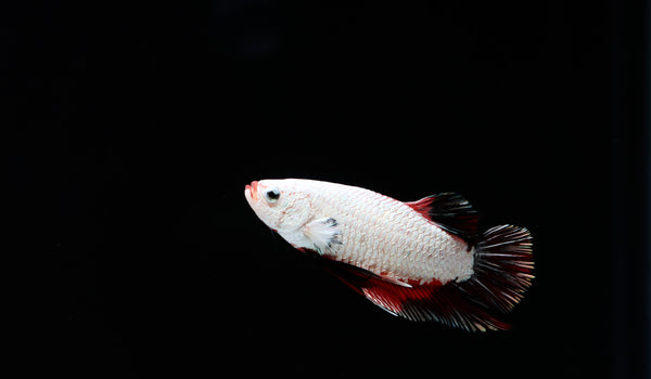 Fancy Copper Red Plakat, Male Betta Fish