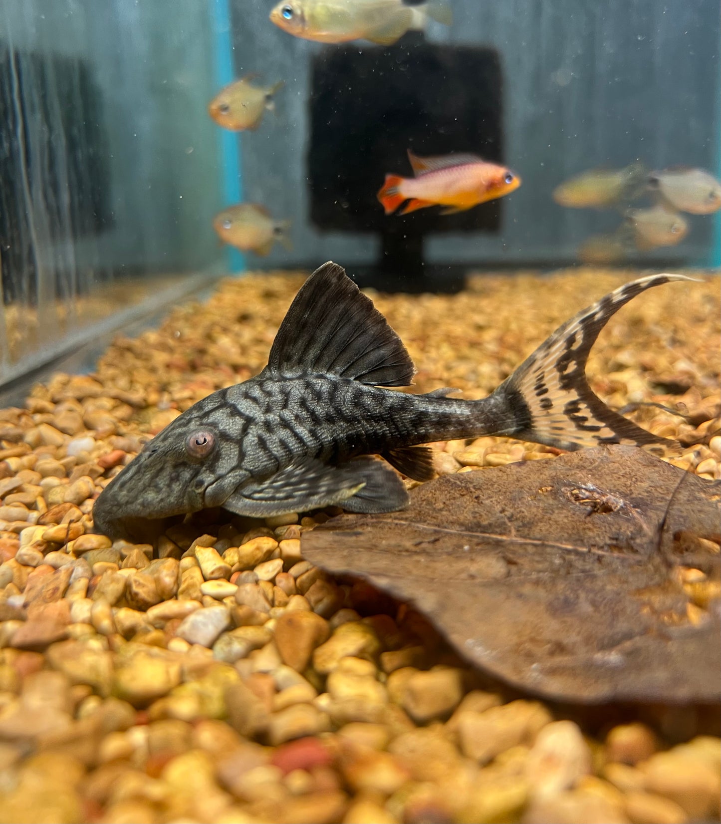 Papa Plecostomus L090