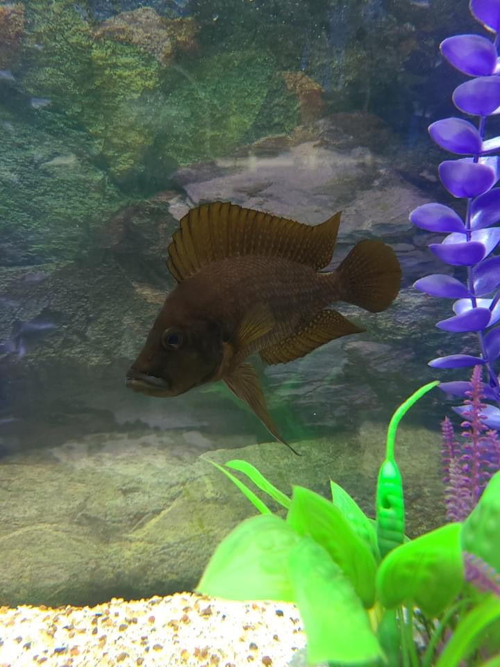 Wild Red Calvus Cichlid