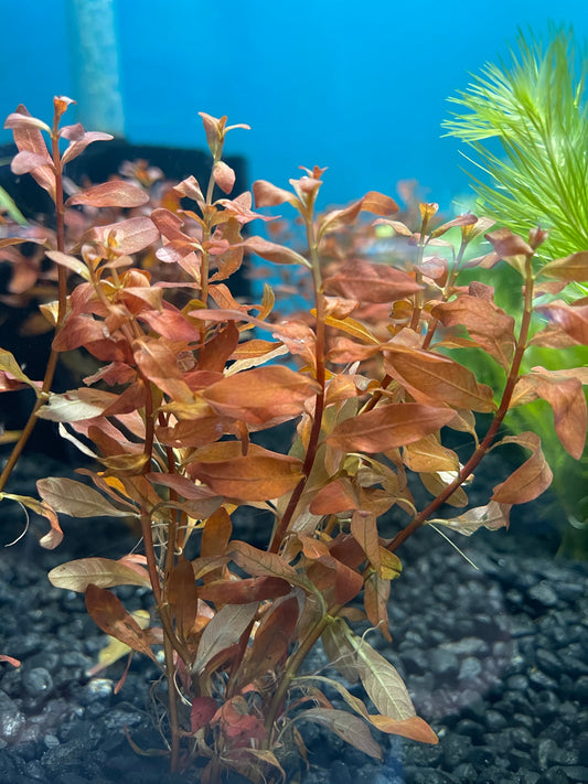 Rotala Macrandra