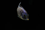 Load image into Gallery viewer, african cichlid
