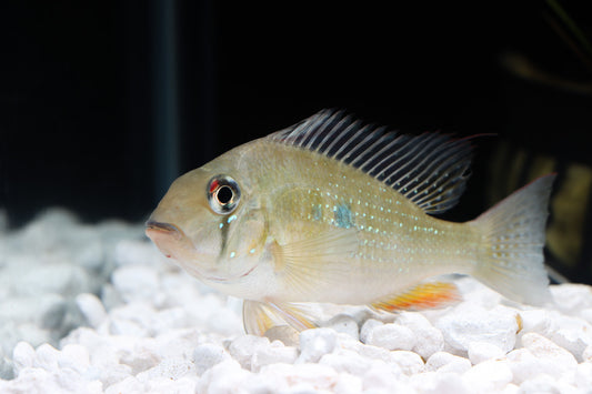 Heckelii Cichlid